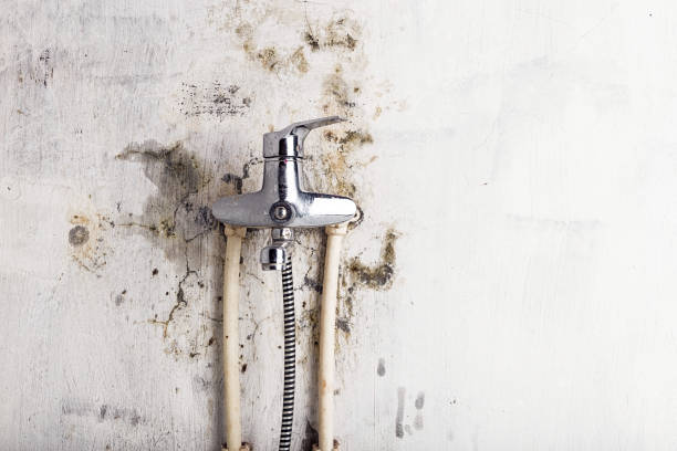 Best Professional Mold Removal  in Glen Ellen, CA