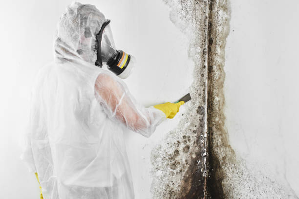 Best Black Mold Removal  in Glen Ellen, CA