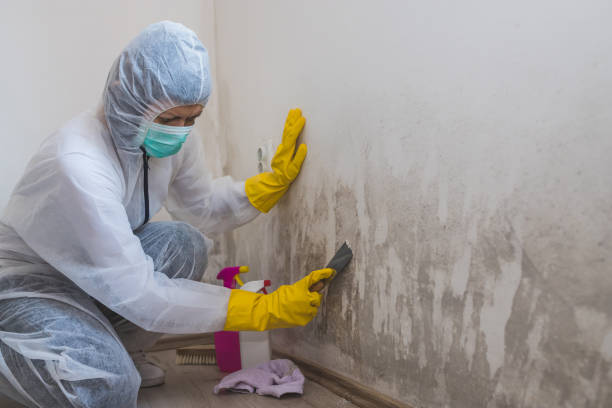 Mold Removal Process in Glen Ellen, CA