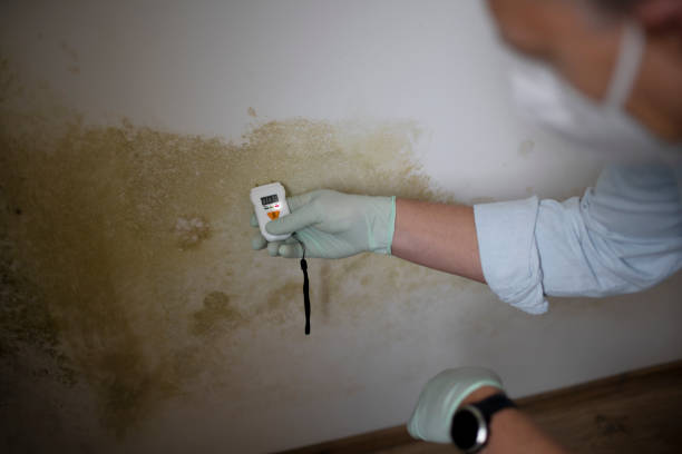 Best Mold Testing  in Glen Ellen, CA
