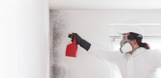 Best Attic Mold Removal  in Glen Ellen, CA