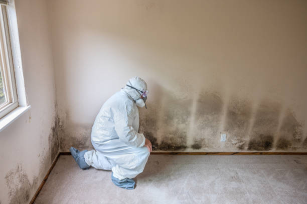 Best Local Mold Removal Service  in Glen Ellen, CA