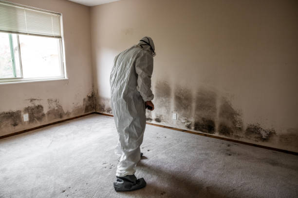 Best Local Mold Removal Service  in Glen Ellen, CA