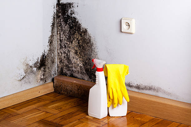 Best Fast Mold Removal  in Glen Ellen, CA