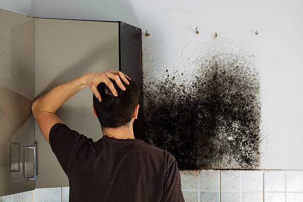 Best Mold Damage Repair  in Glen Ellen, CA