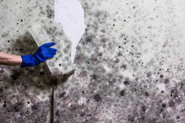 Best Emergency Mold Removal  in Glen Ellen, CA