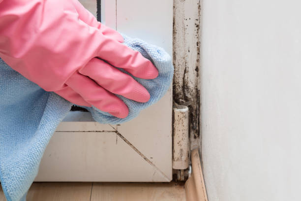 Best Toxic Mold Removal  in Glen Ellen, CA