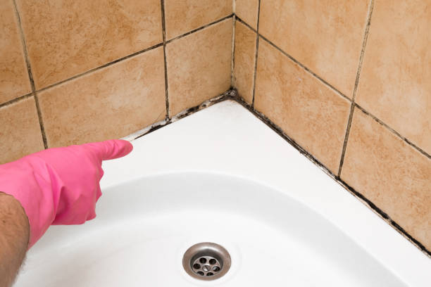 Certified Mold Removal in Glen Ellen, CA