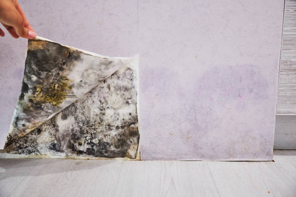 Best Mold Testing  in Glen Ellen, CA